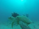 Hawaii Scuba divng 47