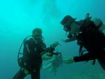 Hawaii Scuba divng 20