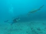 Hawaii Scuba divng 19