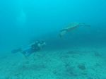 Hawaii Scuba divng 20