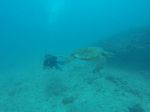 Hawaii Scuba divng 24