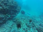 Hawaii Scuba divng 35