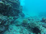 Hawaii Scuba divng 36