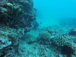 Hawaii Scuba divng 37