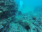 Hawaii Scuba divng 38