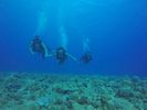 Hawaii Scuba divng 62