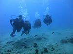 Hawaii Scuba divng 14