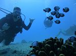 Hawaii Scuba divng 15