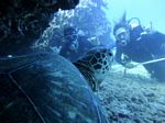 Hawaii Scuba divng 33