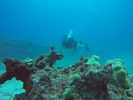 Hawaii Scuba divng 11