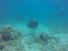 Hawaii Scuba divng 20