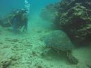 Hawaii Scuba divng 29