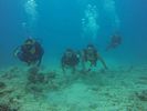 Hawaii Scuba divng 38