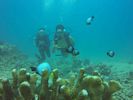 Hawaii Scuba divng 44