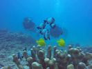 Hawaii Scuba divng 47