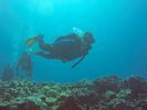 Hawaii Scuba divng 05