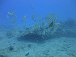 Hawaii Scuba divng 18