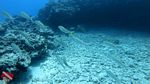 Hawaii scuba 32