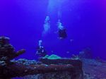 Hawaii Scuba divng 15