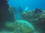 Hawaii Scuba divng 38