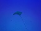 Hawaii Scuba divng 14