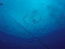 Hawaii Scuba divng 34