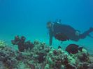 Hawaii Scuba divng 80