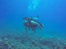 Hawaii Scuba divng 83