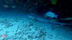 Honolulu Scuba 31