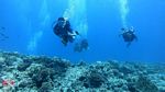 Oahu Scuba 57