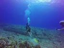 Hawaii Scuba divng 22