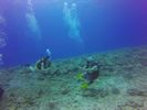 Hawaii Scuba divng 41