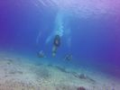 Hawaii Scuba divng 61