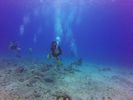 Hawaii Scuba divng 64