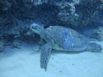 Hawaii Scuba divng 14