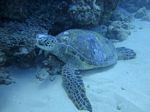 Hawaii Scuba divng 15