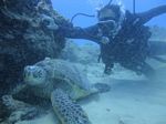 Hawaii Scuba divng 18