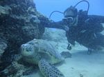 Hawaii Scuba divng 19