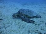 Hawaii Scuba divng 23