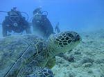 Hawaii Scuba divng 25