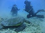 Hawaii Scuba divng 26