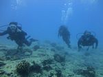 Hawaii Scuba divng 31