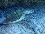 Hawaii Scuba divng 36