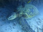 Hawaii Scuba divng 39