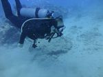 Hawaii Scuba divng 41