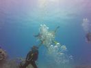 Hawaii Scuba divng 67