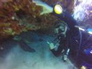 Hawaii Scuba divng 83