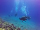 Hawaii Scuba divng 85