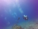 Hawaii Scuba divng 86