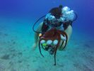 Hawaii Scuba divng 14